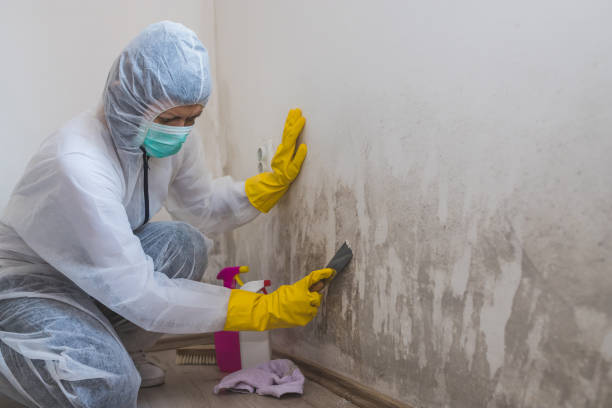 Mold Testing and Removal in Franklinville, NC